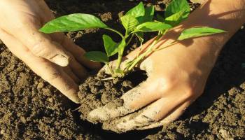Curso Aplicación de Métodos de Control Fitosanitarios en Plantas, Suelos e Instalaciones (A Distancia) Curso Aplicación de Métodos de Control Fitosanitarios en Plantas, Suelos e Instalaciones (A Distancia)