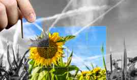 Curso Establecimiento de la Imagen Corporativa de una Floristeria (A Distancia) Curso Establecimiento de la Imagen Corporativa de una Floristeria (A Distancia)