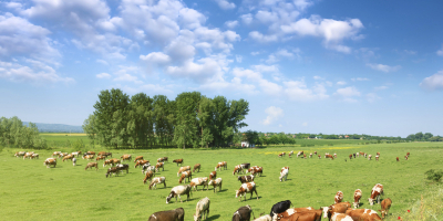 UF2167 Optimización de recursos en la explotación ganadera de animales de renuevo, de reproductores y crías, y de leche UF2167 Optimización de recursos en la explotación ganadera de animales de renuevo, de reproductores y crías, y de leche