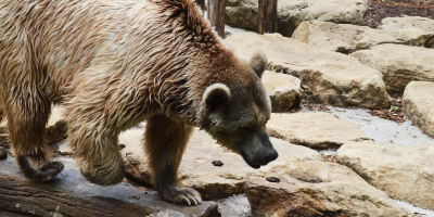 Curso Online Enriquecimiento Ambiental en Animales Salvajes Curso Online Enriquecimiento Ambiental en Animales Salvajes