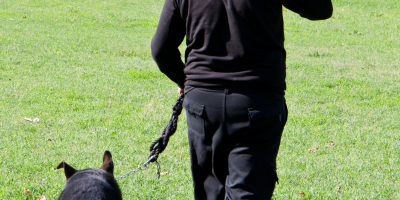 Curso Online Adiestramiento en Vigilancia y Defensa sin Sujecion Mecanica y Presencia del Guia Curso Online Adiestramiento en Vigilancia y Defensa sin Sujecion Mecanica y Presencia del Guia