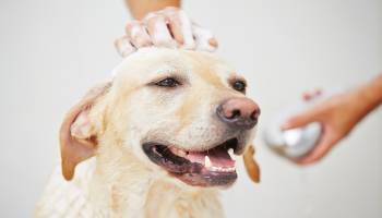 Curso Determinacion de las Aptitudes del Perro para su Adiestramiento en la Deteccion de Sustancias Olorosas (A Distancia) Curso Determinacion de las Aptitudes del Perro para su Adiestramiento en la Deteccion de Sustancias Olorosas (A Distancia)
