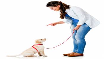 UF2744 Asociación del Olor de Sustancias para su Detección (Activa-Pasiva) por el Perro (A Distancia) UF2744 Asociación del Olor de Sustancias para su Detección (Activa-Pasiva) por el Perro (A Distancia)