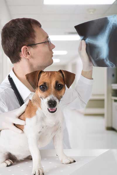 curso ecografia veterinaria