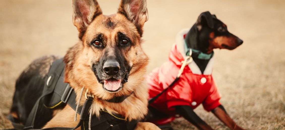 CORSO DI PSICOLOGIA CANINA