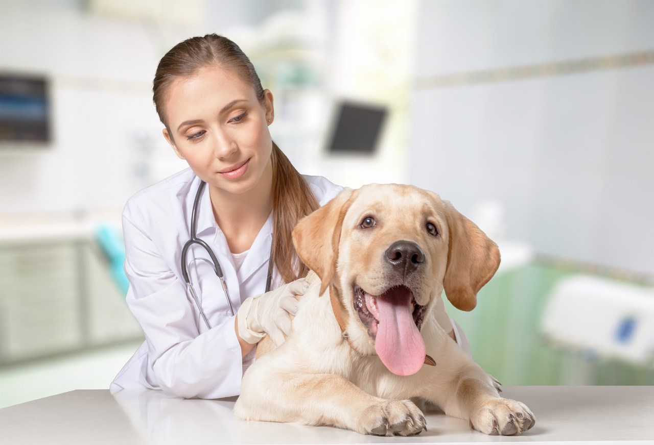 master_practice_veterinary_emergency_clinic