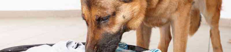 Curso Adiestramiento Perros Vigilancia Defensa Instalaciones