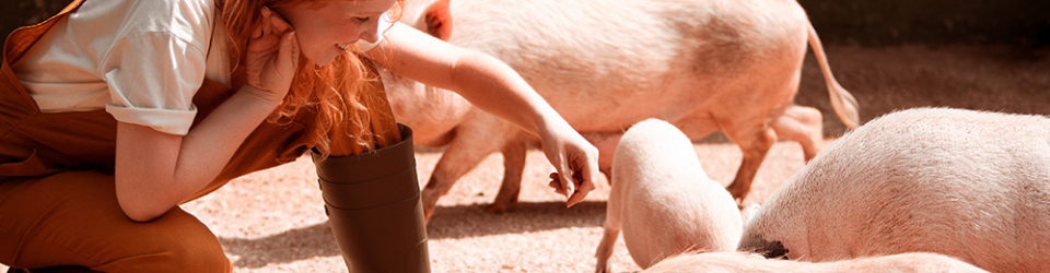 CURSO DE PORCICULTURA