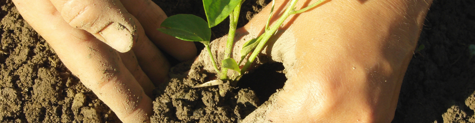 CURSO DISEÑO DE JARDINES