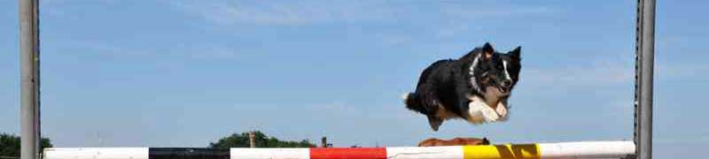 Curso Inteligencia Emocional Adiestramiento Canino