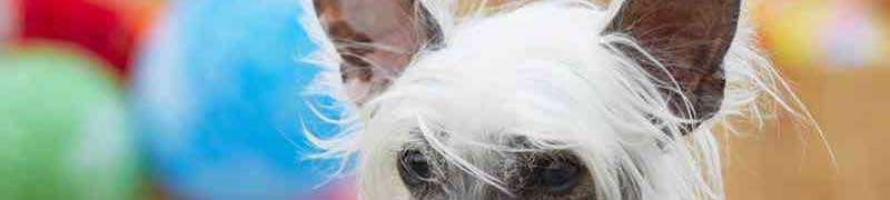 Curso de Tecnico en Peluqueria Canina (A Distancia)