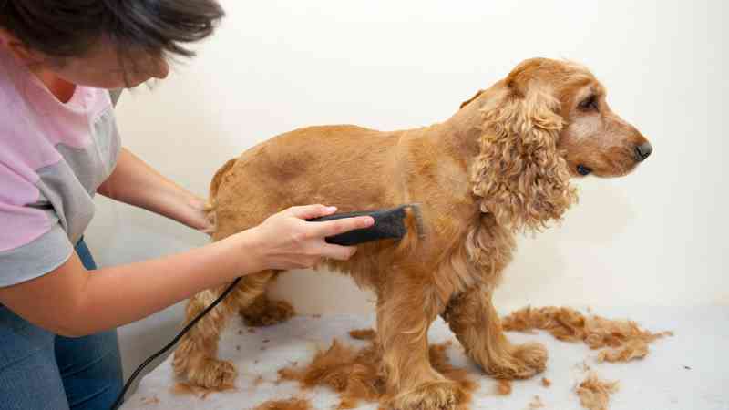 Curso Profesional de Estetica y Peluqueria Canina y Felina