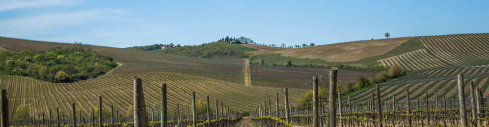 Especialista en Sanidad Vegetal