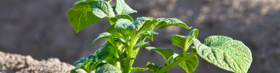 Especialista en Topografia Agraria