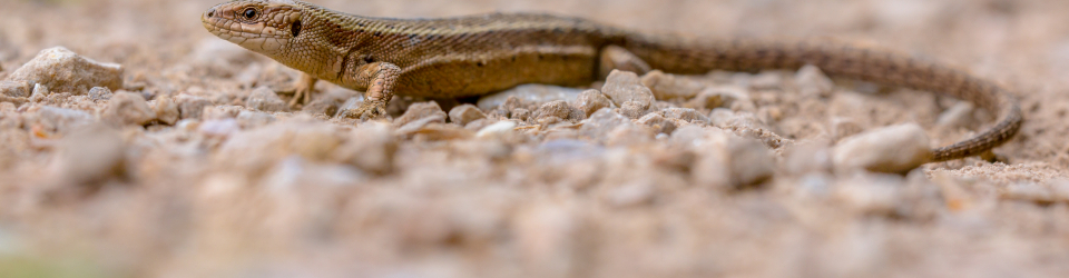 MASTER ANIMALES EXOTICOS