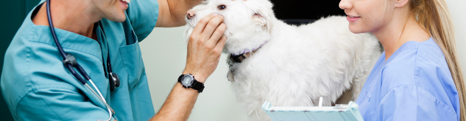 MASTER CIRUGIA VETERINARIA