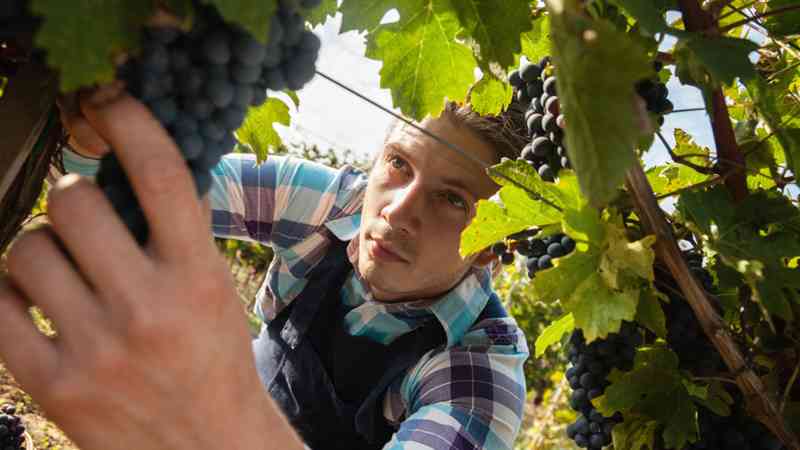 Master En Plantacion De Frutales Homologado