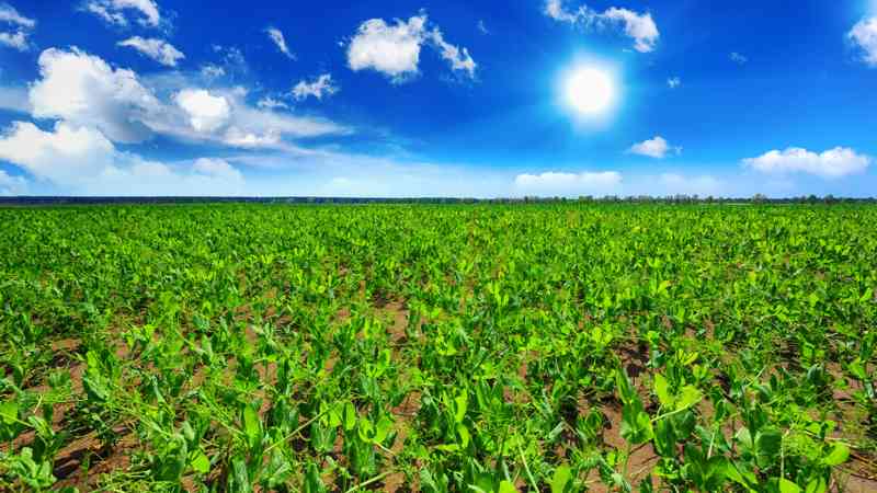 Master Fruticultura Homologado