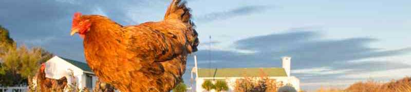 Curso a distancia Mf0281_2 Produccion De Aves Para Reproduccion Y Obtencion De Carnes Y Huevos A Distancia