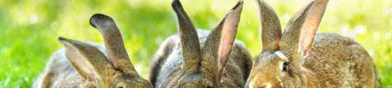 Curso Produccion de Conejos para Reproduccion y Obtencion de Carne (A Distancia)