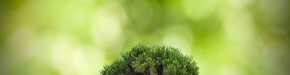 Cursos homologados en Forestal Cursos en Forestal