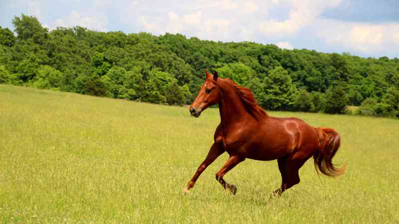 Master Online Terapias Ecuestres