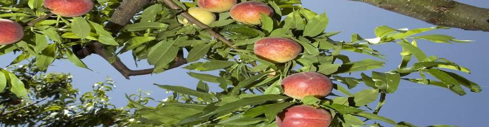 Curso Aprovechamientos de Recursos y Manejo de Suelo Ecologico (A Distancia)