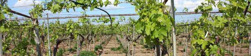 Curso a distancia Uf0210 Tecnicas Y Metodos Ecologicos De Equilibrio Entre Parasitos Patogenos Y Cultivos A Distancia