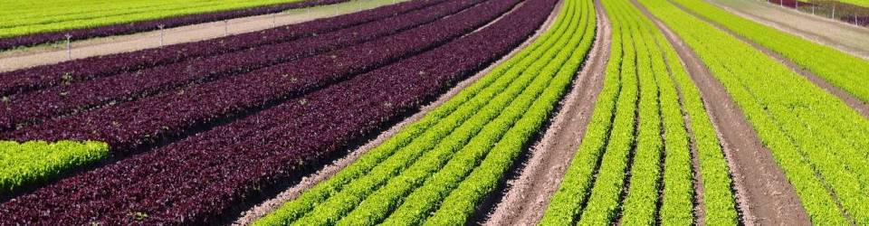 Curso Prevencion del Estado Sanitario de Cultivos Ecologicos y Aplicacion de Productos (A Distancia)