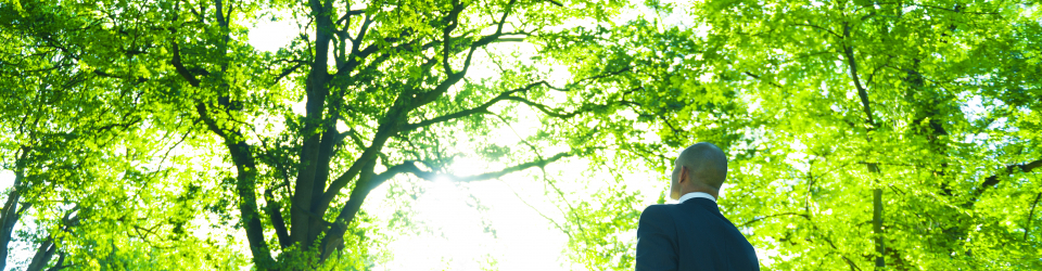 CURSO PODA DE PALMERAS