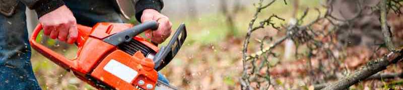 Resultado de imagen de reforestacion