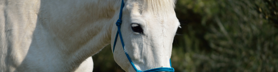 Curso Online Trabajo a la Cuerda del Potro con Jinete