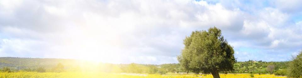 Curso Caracterizacion y Control de Plagas en Areas Edificadas y Ajardinadas (A Distancia)