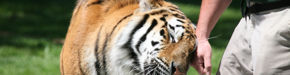 preparacion allimentos animales