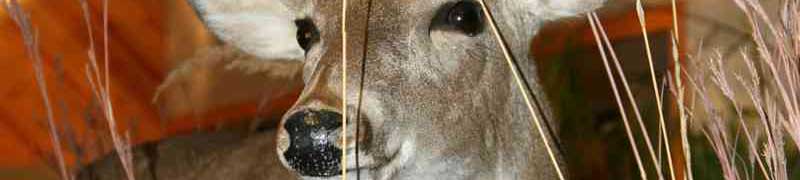 Curso Online Manipulacion, Preparacion y Distribucion de Alimentos