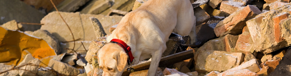 Cursos homologados en Adiestramiento y Educación Canina Cursos en Adiestramiento y Educación Canina