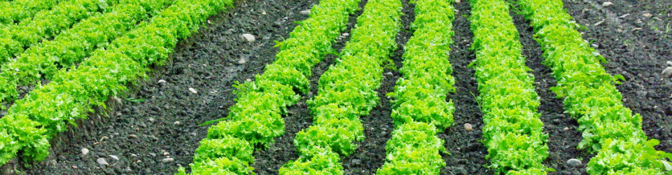 Cursos en Agricultura