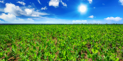 Especialista en Citricultura