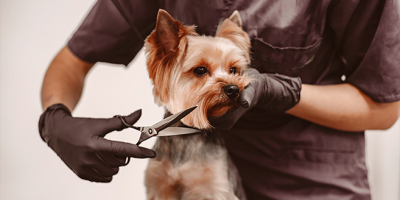 gritar amistad Comerciante itinerante peluqueria de perros | Curso Homologado EUROINNOVA
