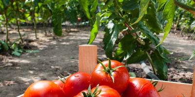 Master en Ciencias Agroambientales y Agroalimentarias. Especialidad en Producción Agroalimentaria + Titulación Universitaria