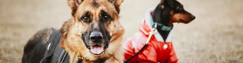 cómo te conviertes en un paseador de perros certificado