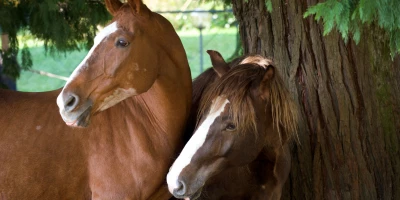 Curso AGAN0208 Cría de Caballos (Certificado de Profesionalidad Completo)