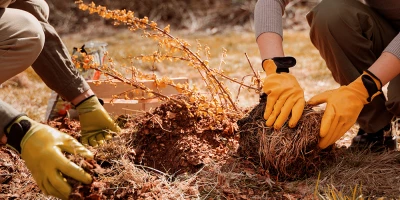 Curso de Jardinería y Restauración del Paisaje (Certificado de Profesionalidad Completo)