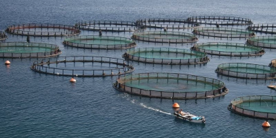 CURSO COMERCIO DE PESCA: Postgrado en Almacenamiento y Conservación de Productos de la Pesca en el Comercio Mayorista de Alimentación (Doble Titulación)