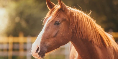 MASTER EN DOMA DE CABALLOS: Master en Doma de Caballos + Titulación Universitaria