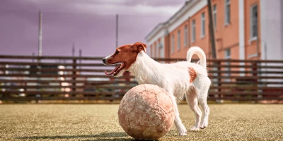 CURSO DE ADIESTRAMIENTO CANINO: Adiestramiento Canino Cognitivo-Emocional (Titulación Universitaria + 8 Créditos ECTS)
