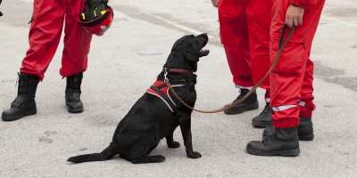 CURSO TÉCNICO DE ADIESTRAMIENTO PARA DEFENSA: Curso Superior en Adiestramiento de Perros para la Vigilancia y Defensa de Instalaciones