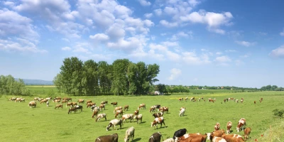 CURSO DE BIENESTAR ANIMAL: Curso Práctico de Bienestar Animal para Ganaderos