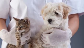 Curso en Protección y Bienestar Animal