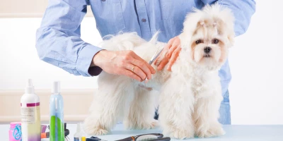 CURSO DE ESTILISTA CANINO: Curso en Estilismo y Tendencias en la Raza Canina y Felina 